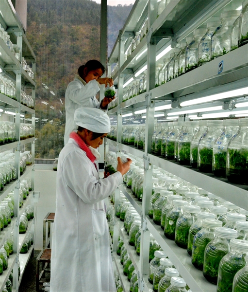 中央財政林業科技推廣示范資金在廣西的實踐與農業技術研究路徑探析